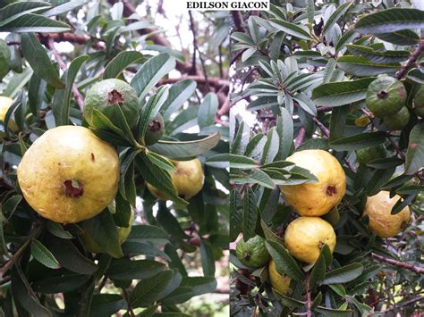 Viveiro Ciprest Plantas Nativas E Exóticas Goiaba Mini Da Bahia