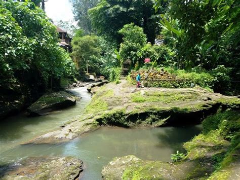 campuhan ridge walk punggung bukit campuhan  natural side