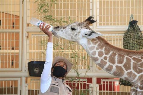 Benito La Jirafa Adolescente Lleg A Su Nuevo Hogar El Africam Safari