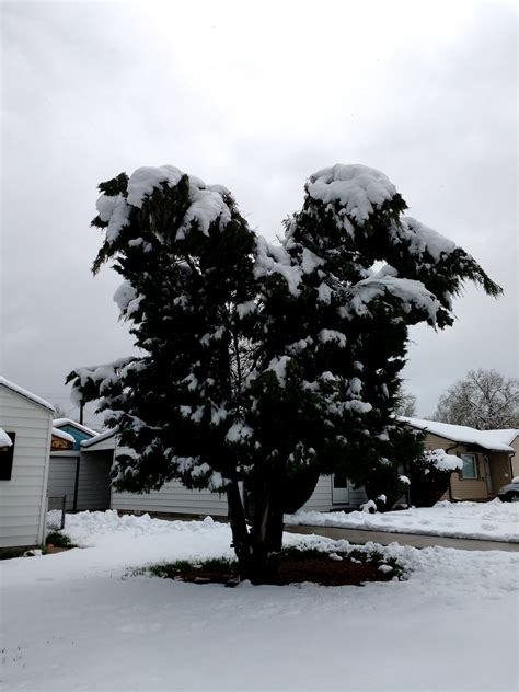 Evergreen Tree Weighed Down with Heavy Spring Snow – Photos Public Domain