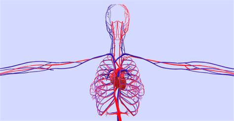 Circulatory System: Functions, Structure and Characteristics..