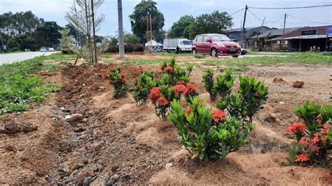 Pokok Bunga Hiasan Tepi Jalan Pun Nak Curi Utusan Timur