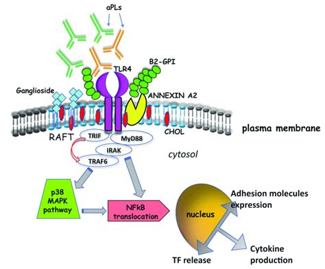 Signaling Pathway Induced By Apl Schematic Drawing Depicting The