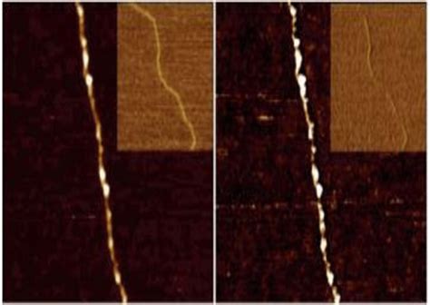 AFM Tapping Mode Images Of Left Height And Right Phase Of A DNA Ag