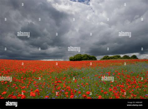 Red Poppy Papaver Rhoeas Flowering In Field Feldberg Mecklenburg