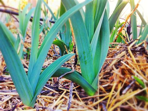 Grow Eat Grow Spring Leek Benedicts