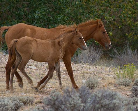 20 Best Wild Horses / Wild Mustangs images | wild mustangs, wild horses ...