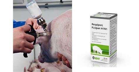 New vaccine protects pigs against pandemic flu strain | Pig World