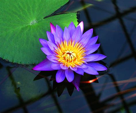 Purple Water Lily A Photo On Flickriver