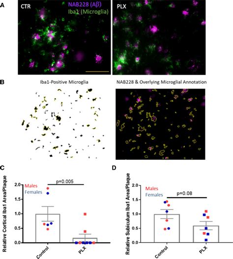 Plx Treatment Led To A Reduction Of Plaque Associated Microglia In