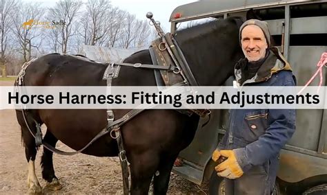 Horse Harness: Fitting and Adjustments | Horse Saddle Shop