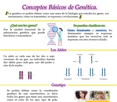 Conceptos B Sicos De Gen Tica