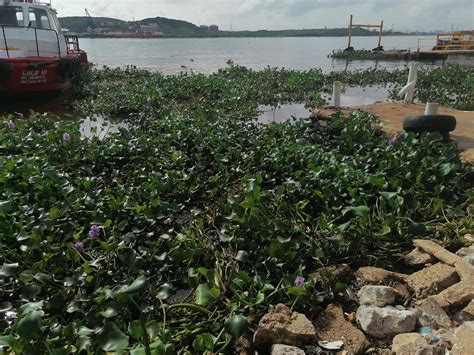 Vuelve a recalar lirio acuático impregnado con crudo en el río