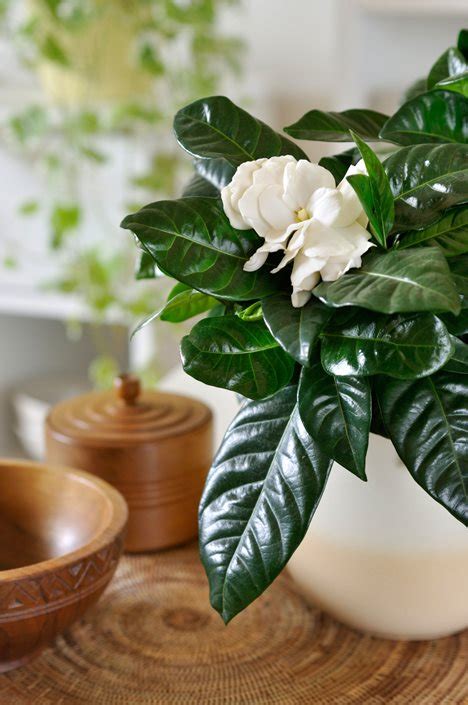 Indoor Gardenia Tree