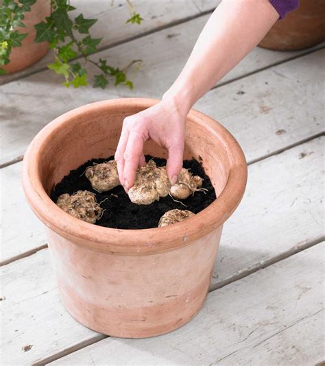 How To Grow Summer Bulbs In Containers