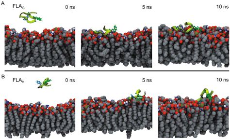 Molecular Dynamics Simulation Of The Interaction Of The Fusion Peptides