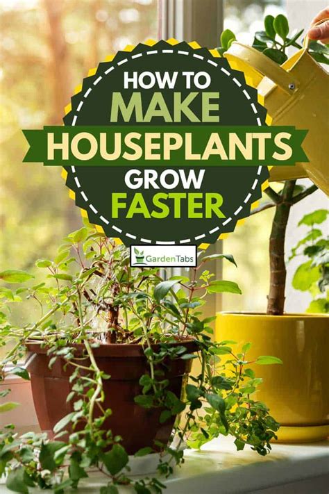 How To Make Houseplants Grow Faster