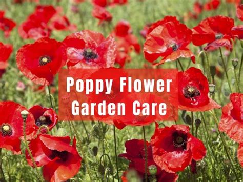 Poppy Flower Garden Care | Flowersandflowerthings