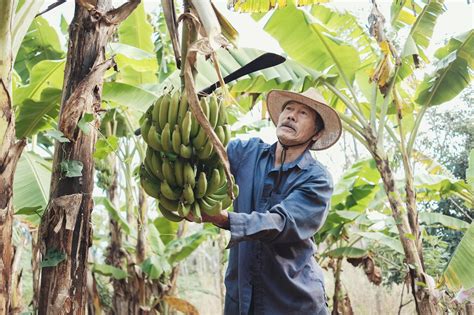 La Banane Plantain Recettes Pour La Cuisiner Comme Un Chef