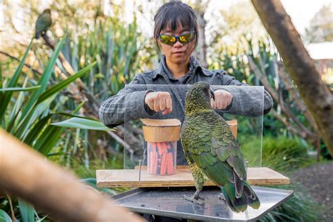 Incredible video shows parrot intelligence rivals that of human infants