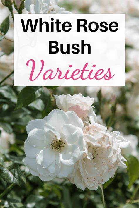 10 Popular White Rose Bush Varieties - Blooming Anomaly