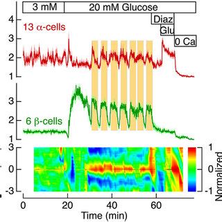 Ca 2 Pm Oscillations In A And B Cells Become Synchronized At High