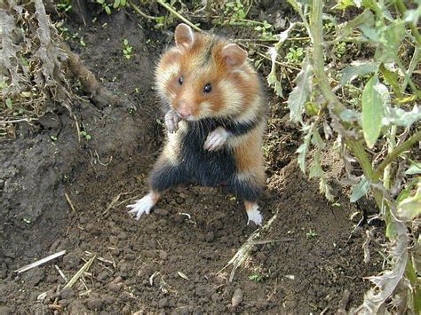 European hamster - Alchetron, The Free Social Encyclopedia