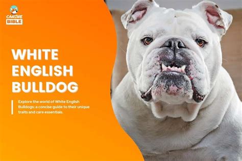 Blue English Bulldog Breed Info Health Price Traits And More Canine