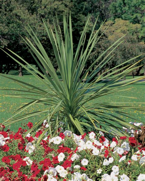 Spikes - Dracaena indivisa | Proven Winners