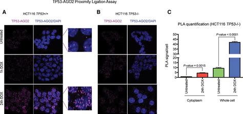 Tp Regulates Mirna Association With Ago To Remodel The Mirnamrna