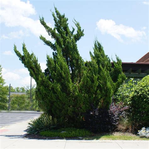 Hollywood Juniper Evergreen Trees