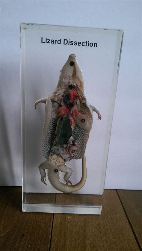 Lizard Anatomy Dissection Model Ebay