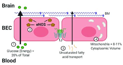 The Blood Brain Barrier BBB And Oxidative Stress There Are 4