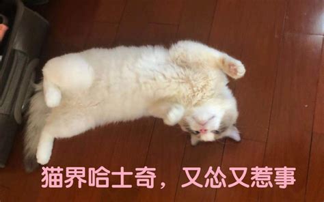 喵界哈士奇，又怂又惹事，现实版躲猫猫哔哩哔哩bilibili