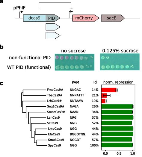 Experimental Validation Of Chimeras Between SpyCas9 And The