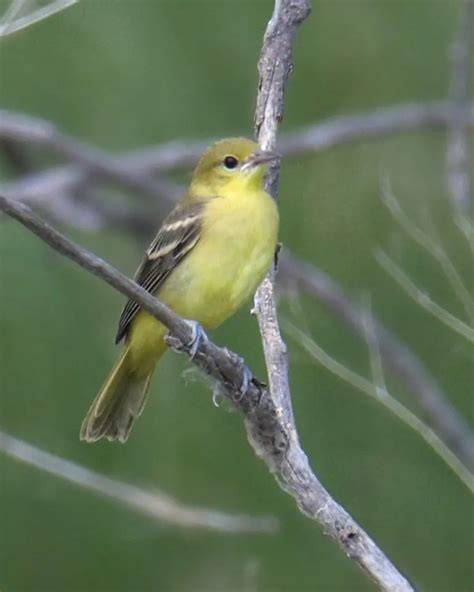 Yellow Birds In North Carolina Picture And Id Guide Bird Advisors