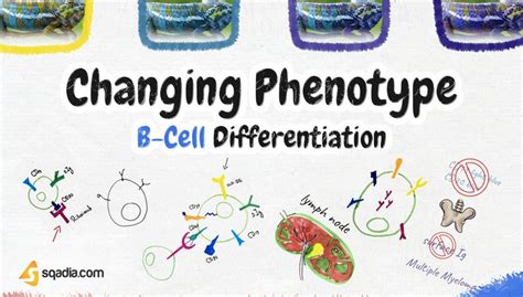 B-Cell Differentiation - Animation