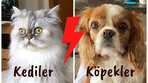 Kedi ve köpek davranışlarını karşılaştırdım Kediler mi Köpekler mi