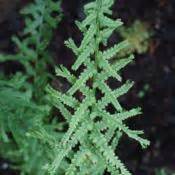 Photo Of The Entire Plant Of Lady Fern Athyrium Filix Femina Dre S