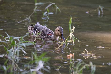 La Nueva Ciencia de la Migración de Aves