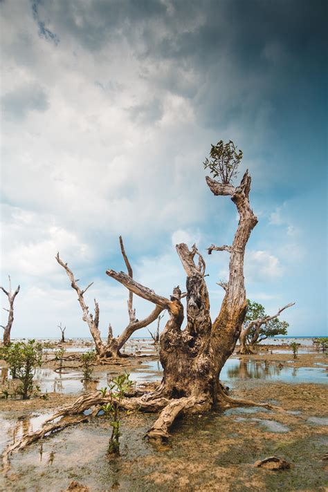 Storm-ravaged mangrove trees, Davao Oriental, Philippines [OC