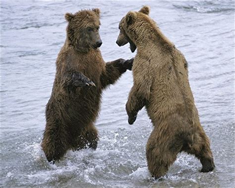 Photos Brown Bears Bears Animal 562x450