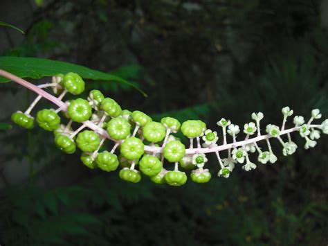 Fotos Gratis Naturaleza Rama Fruta Hoja Flor Comida Verde