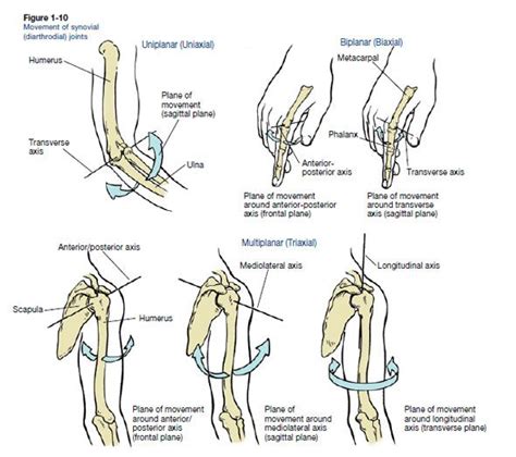 Axis of Rotation | Sagittal plane, Kinesiology, First plane