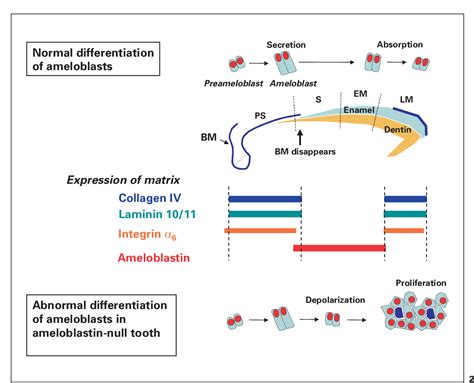 Figure 1 From Essential Roles Of Ameloblastin In Maintaining Ameloblast