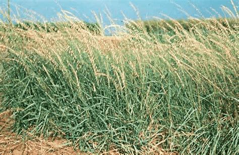 Sideoats Grama Grass Seed