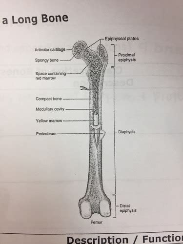 Anatomy Skeletal System Flashcards Quizlet