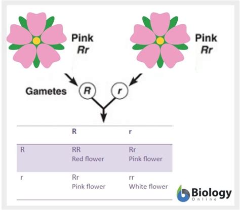 Incomplete Dominance — Definition Examples Expii, 58% OFF