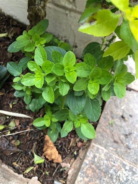 Observation Origanum Majorana L Pereira Carolina Oct World