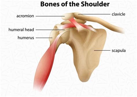 Rotator Cuff Injury Arm And Hand Pain Texas Orthopedics